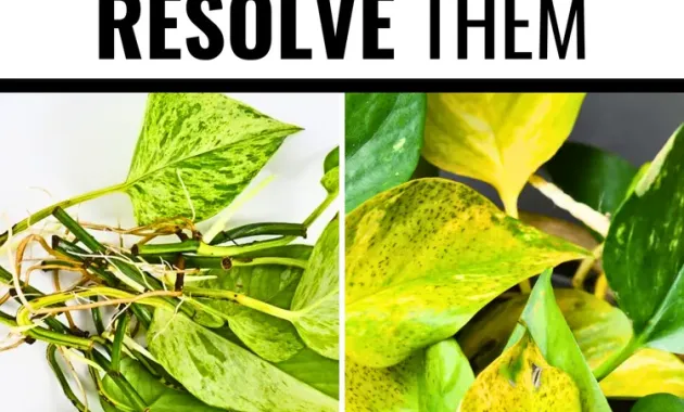 8 Common Pothos Issues and How to Resolve Them | Pothos plant care